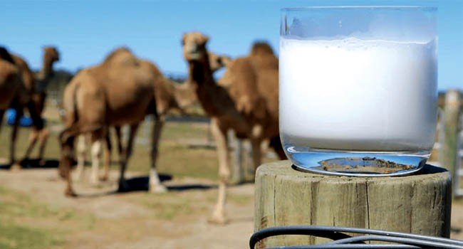 Susu Unta: Antara Fakta dan Keyakinan